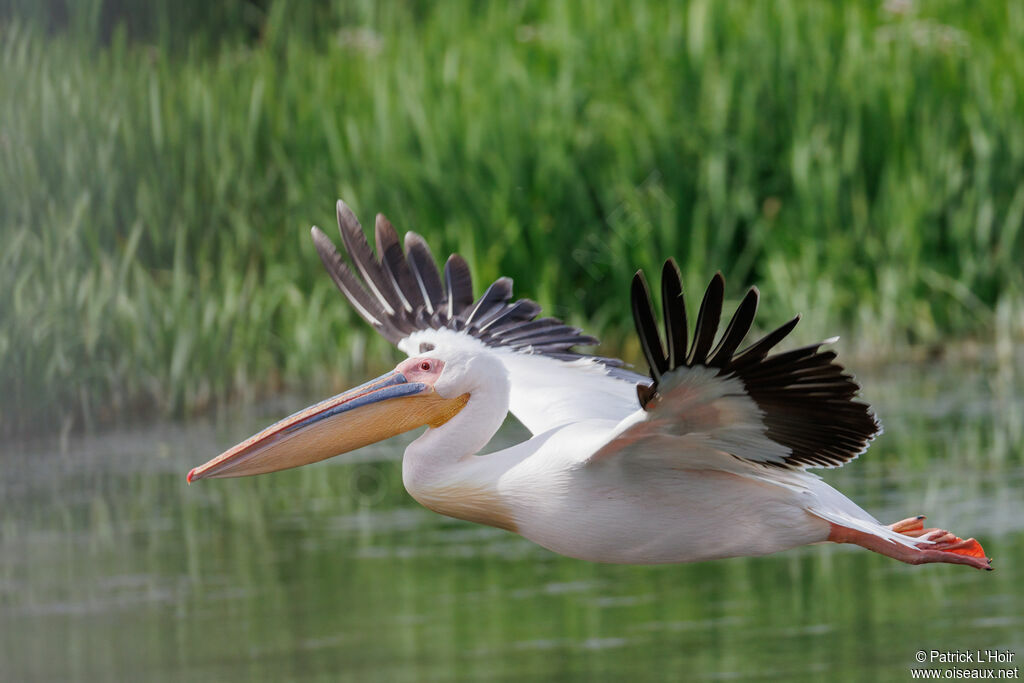 Great White Pelican