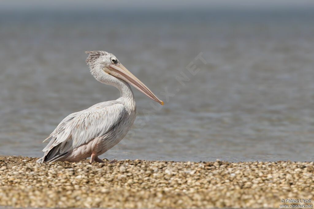 Pélican gris