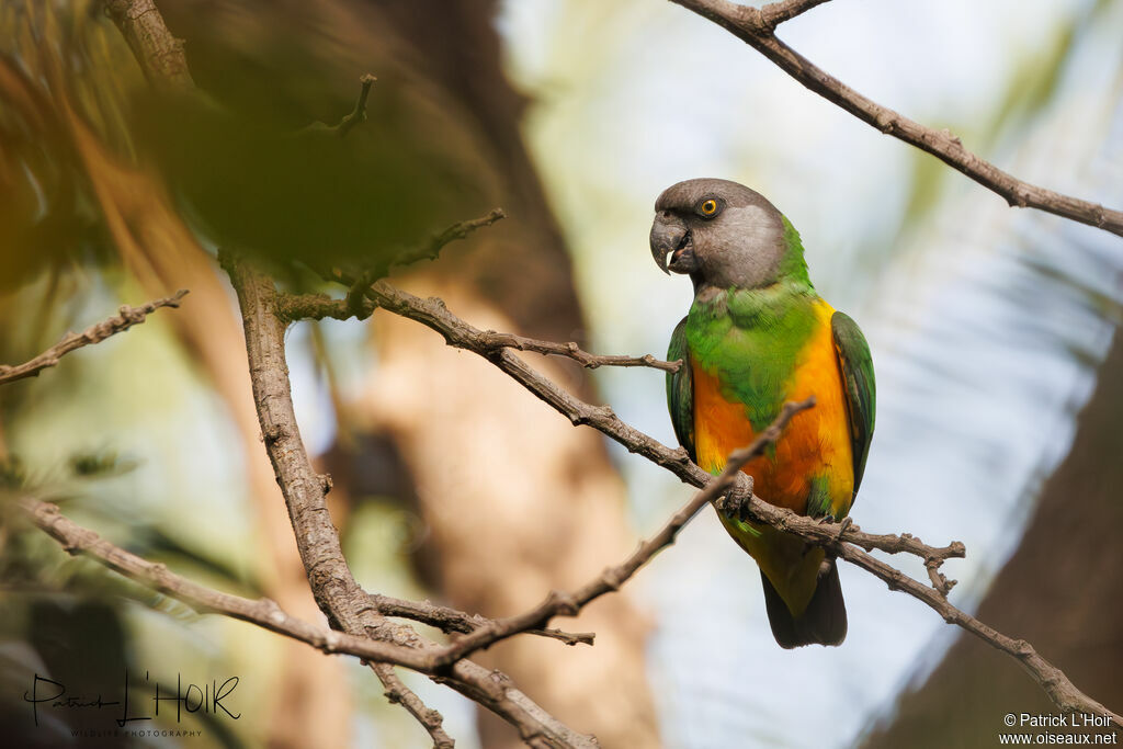 Senegal Parrot