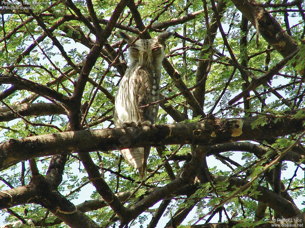 Northern White-faced Owl