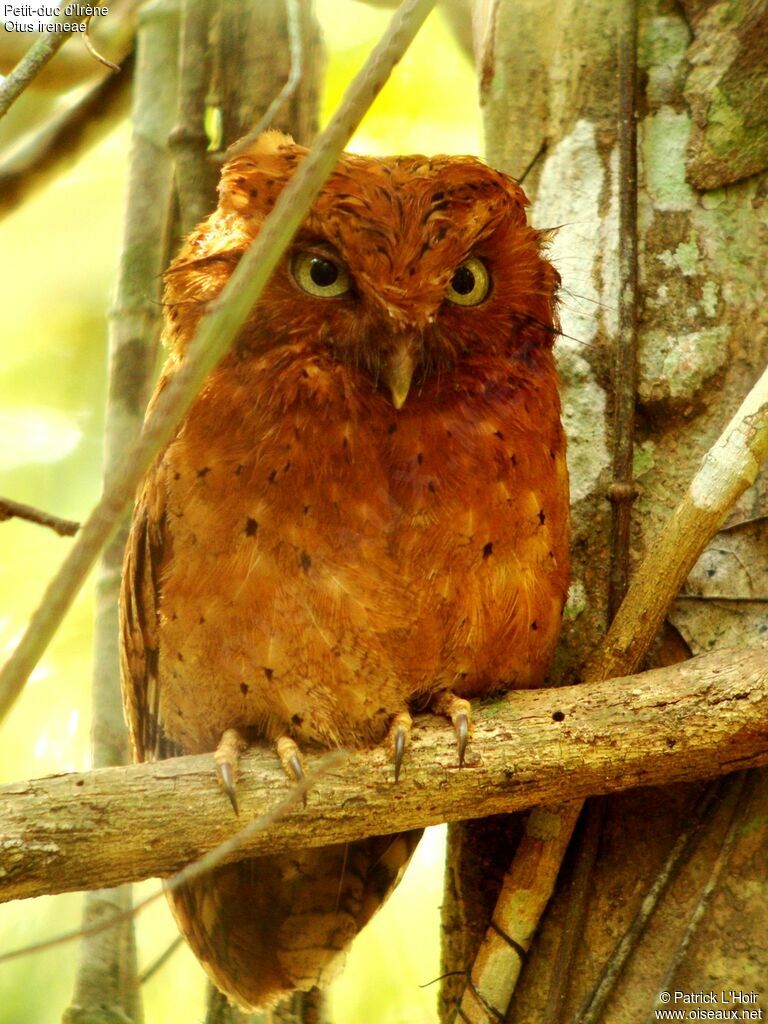 Petit-duc d'Irèneadulte, identification
