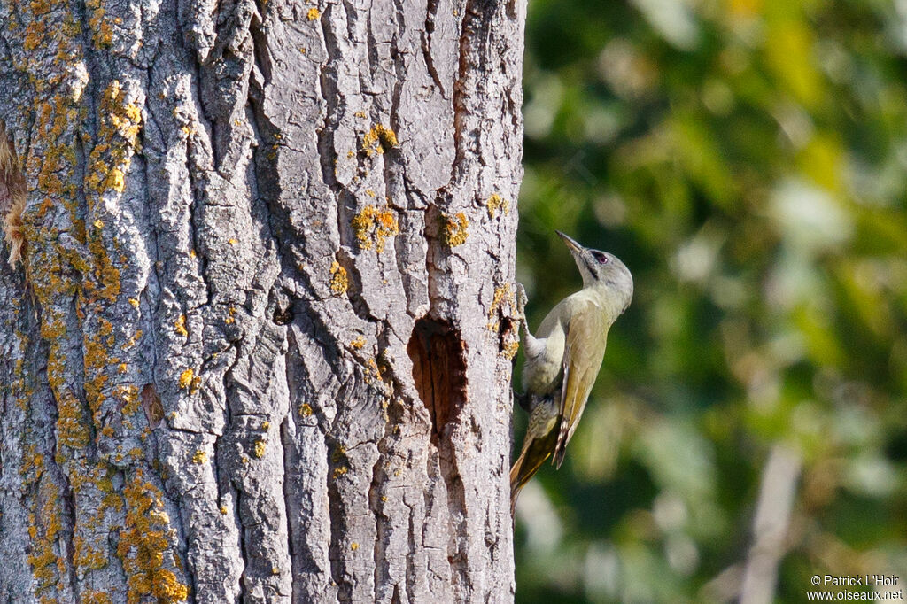 Grey-headed Woodpecker female