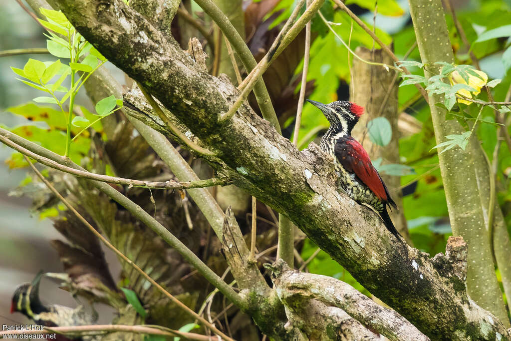 Red-backed Flameback female adult, identification