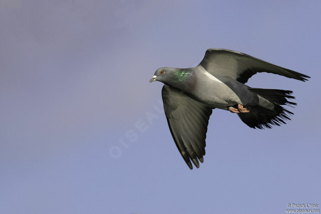 Pigeon biset