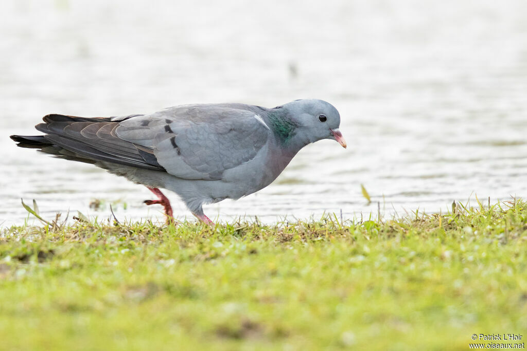 Pigeon colombin