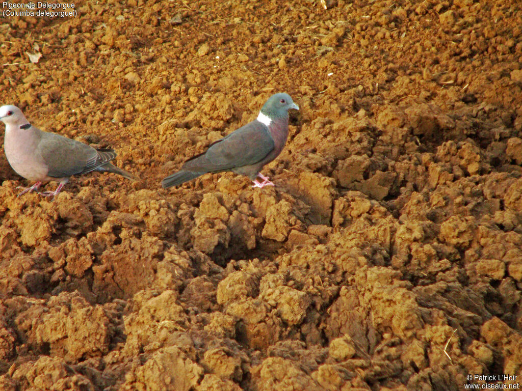 Pigeon de Delegorgue