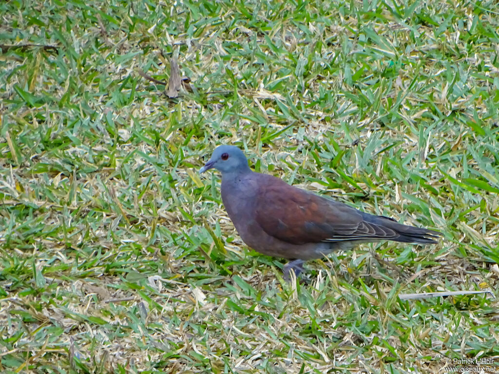 Malagasy Turtle Dove