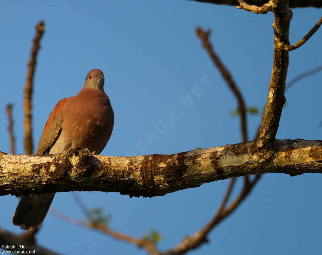 Pigeon rousset femelle adulte, portrait