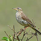 Pipit à long bec