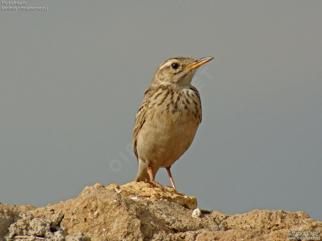 African Pipit