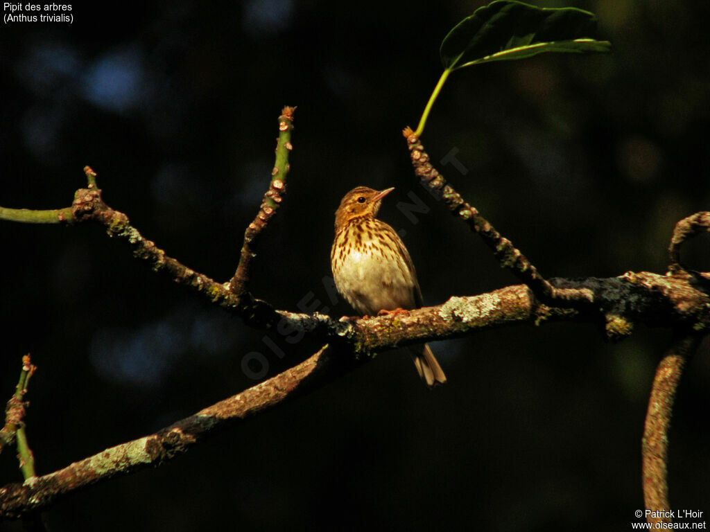 Pipit des arbres