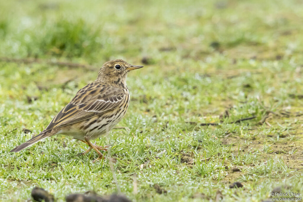Pipit farlouse