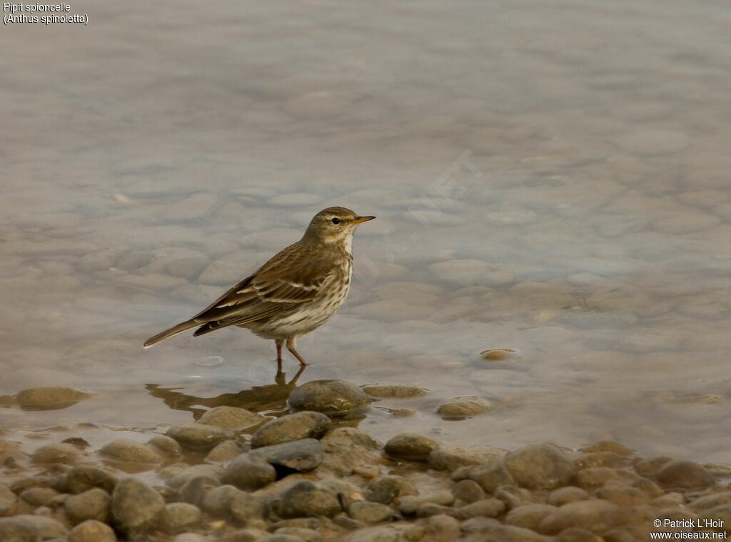 Pipit spioncelle