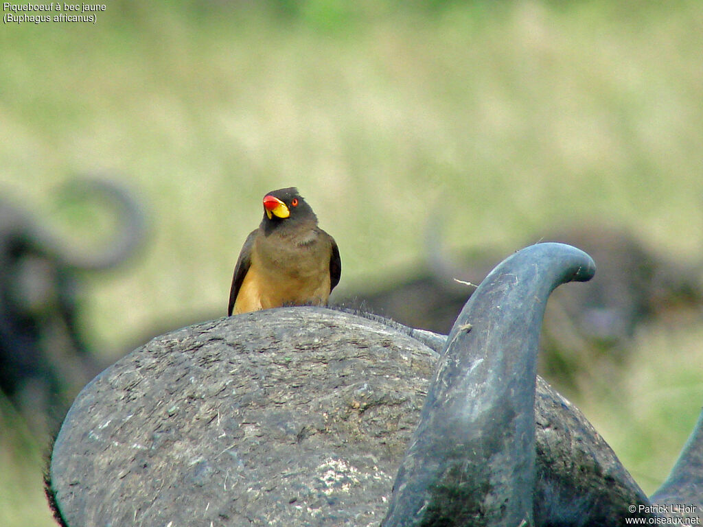 Yellow-billed Oxpecker