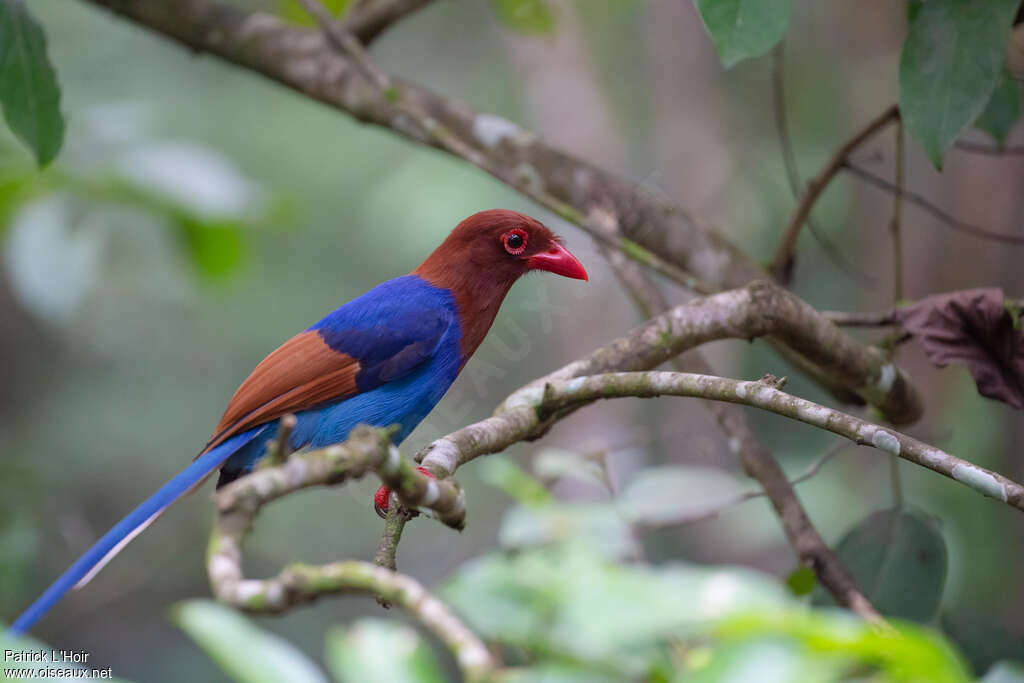 Sri Lanka Blue Magpieadult, identification