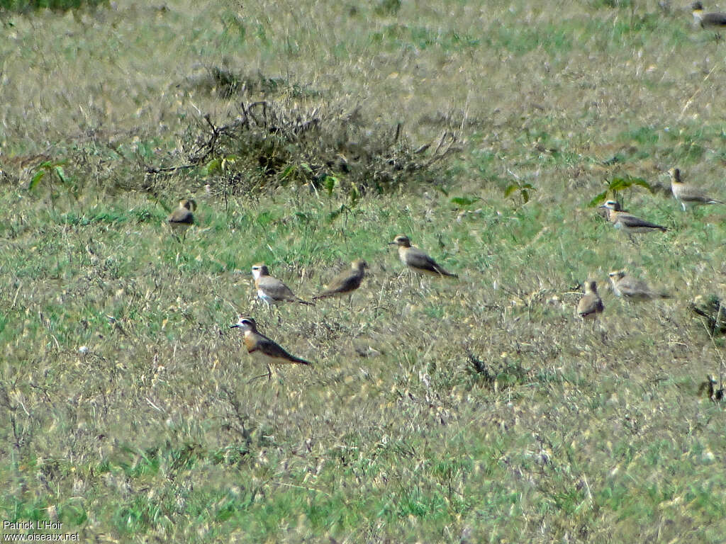 Caspian Plover, habitat, Behaviour