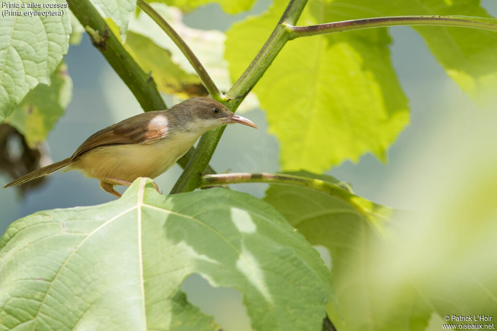 Red-winged Prinia