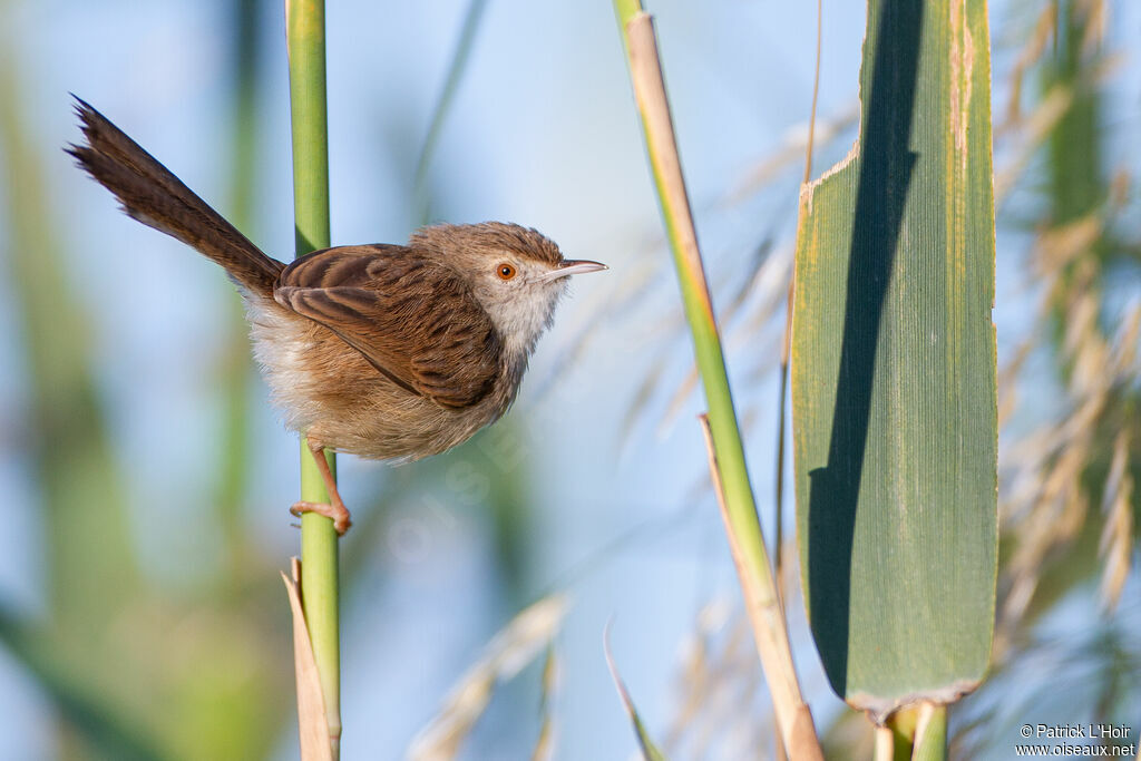 Graceful Prinia