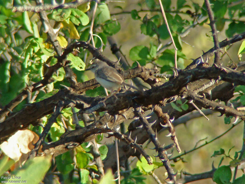 Prinia pâle, habitat