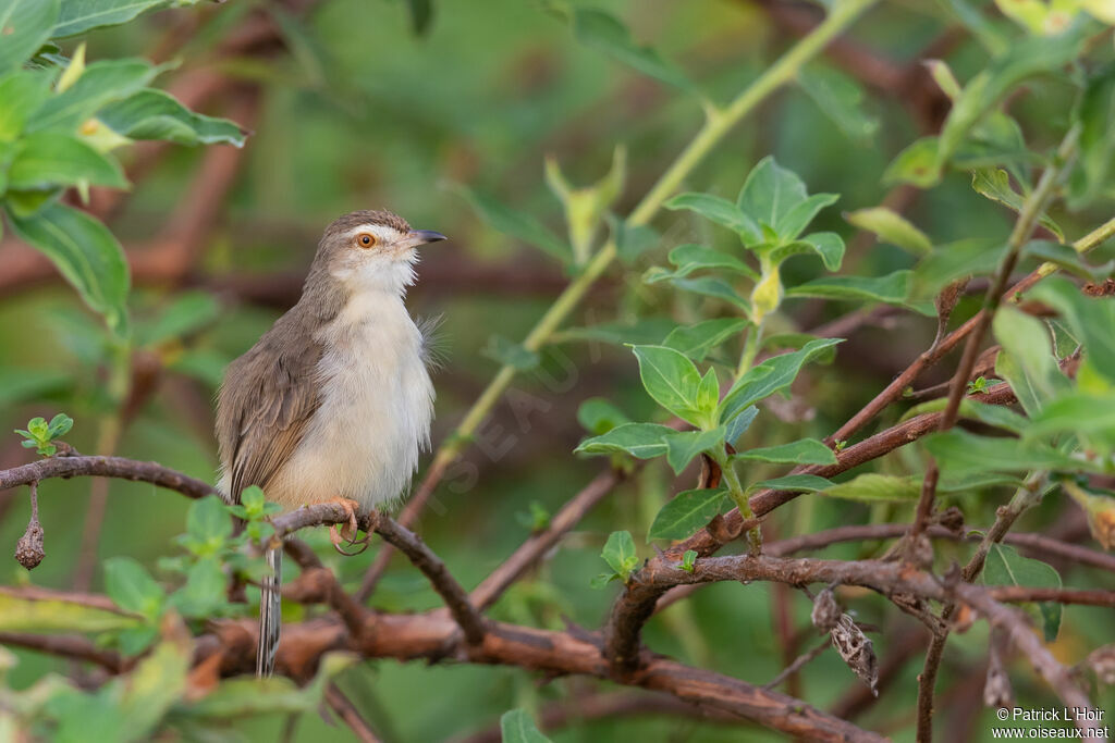 Prinia simpleadulte