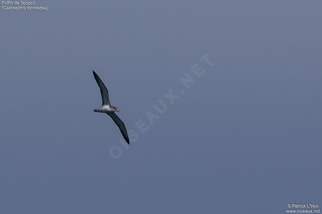 Scopoli's Shearwater, Flight