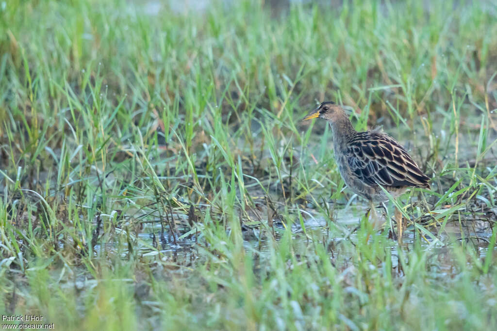 Râle à crête femelle adulte, identification