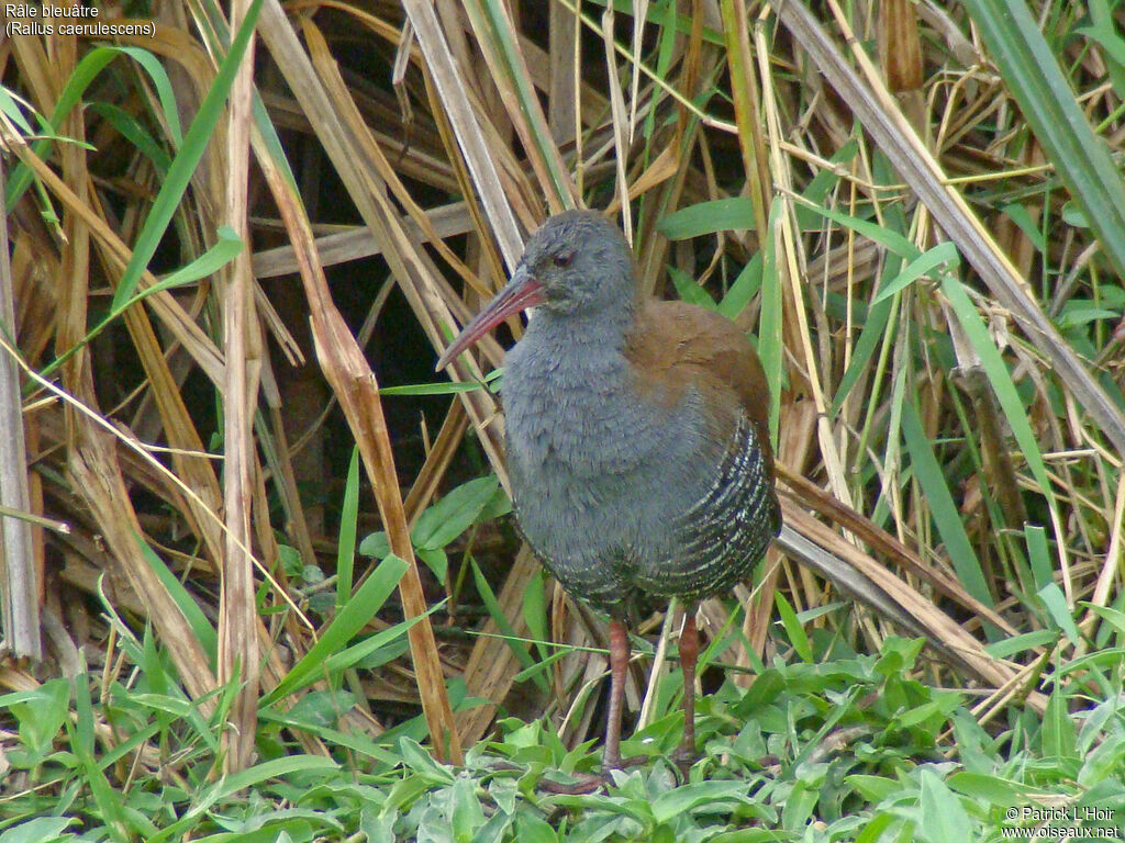African Rail