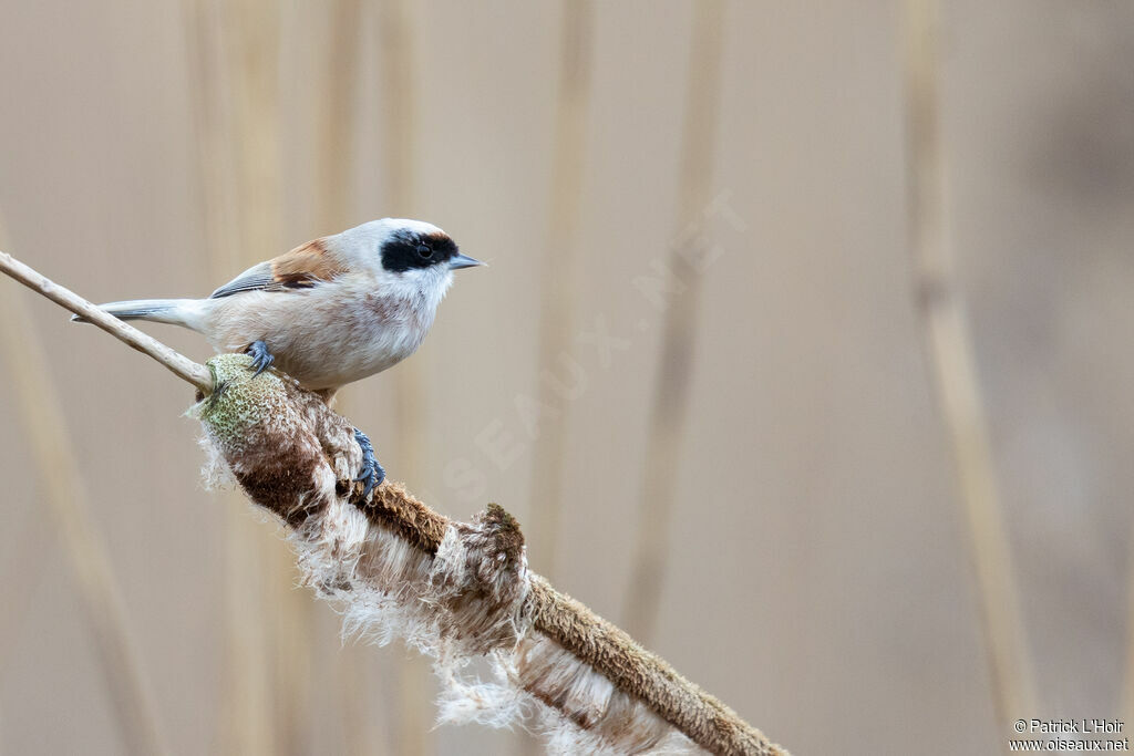 Rémiz penduline mâle
