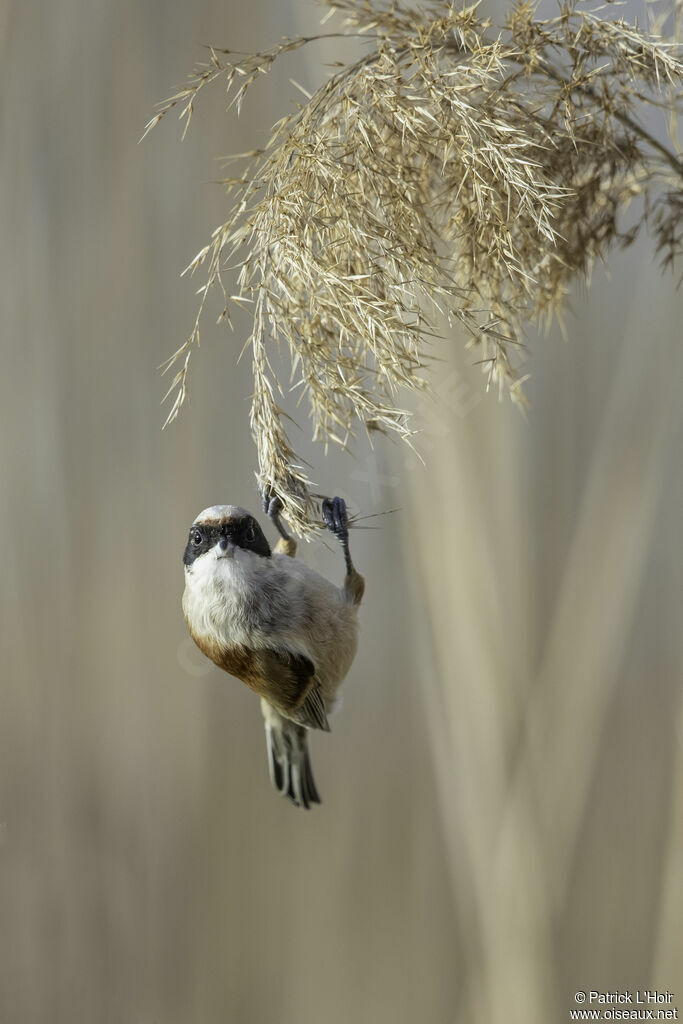 Rémiz penduline