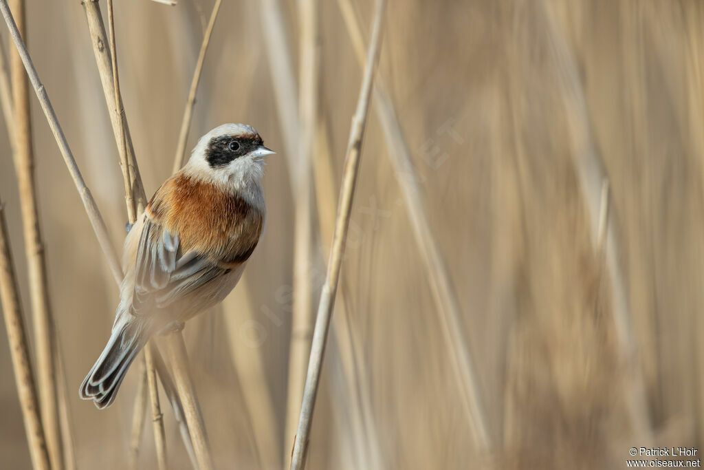 Rémiz penduline