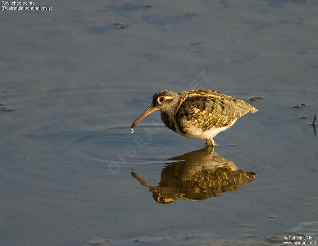 Greater Painted-snipe