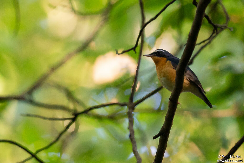 Indian Blue Robinadult