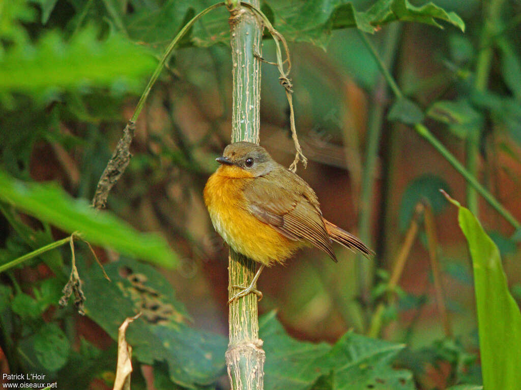 Equatorial Akalatadult, identification