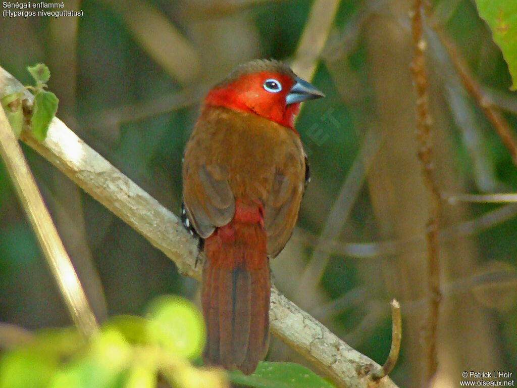 Red-throated Twinspot