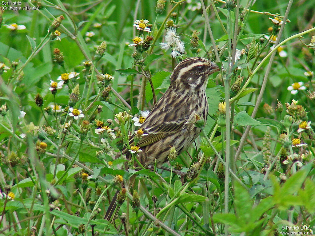 Serin strié