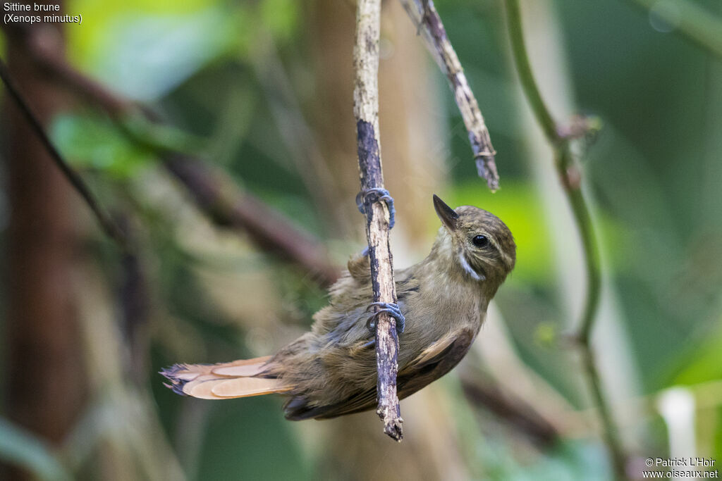 Atlantic Plain Xenops, Behaviour