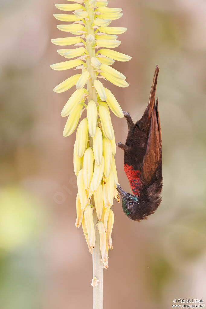 Scarlet-chested Sunbird