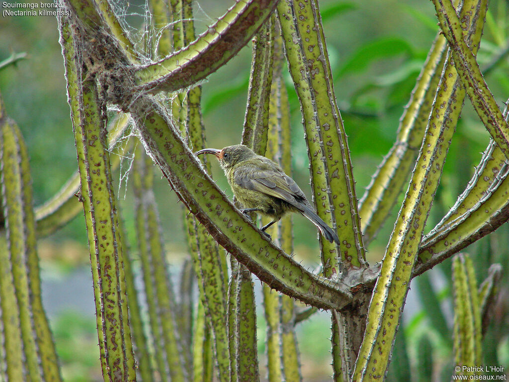 Bronze Sunbird