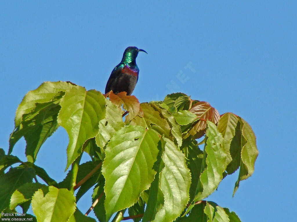 Souimanga de Bouvier, identification