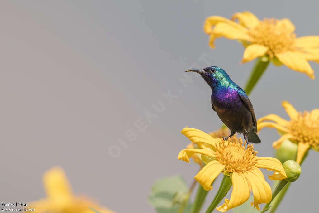 Palestine Sunbird male adult