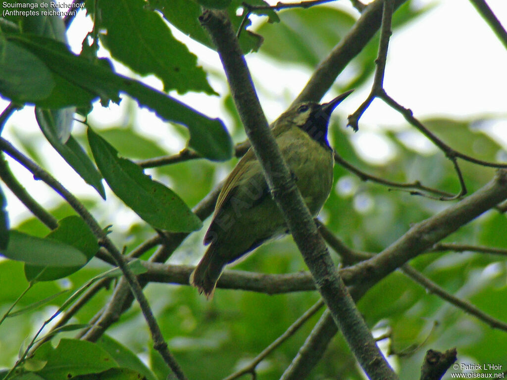 Plain-backed Sunbird