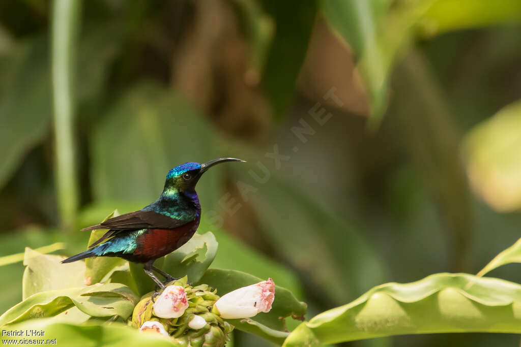 Superb Sunbird male adult, identification