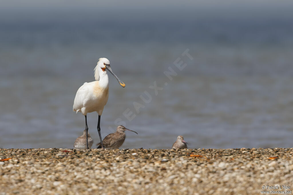 Eurasian Spoonbill