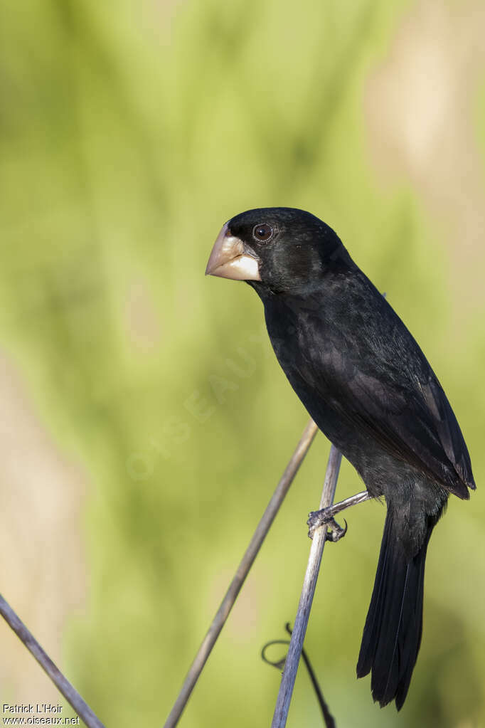 Nicaraguan Seed Finch male adult, close-up portrait