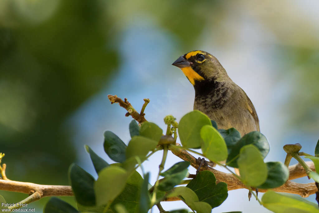 Yellow-faced Grassquit male adult, close-up portrait, aspect, pigmentation