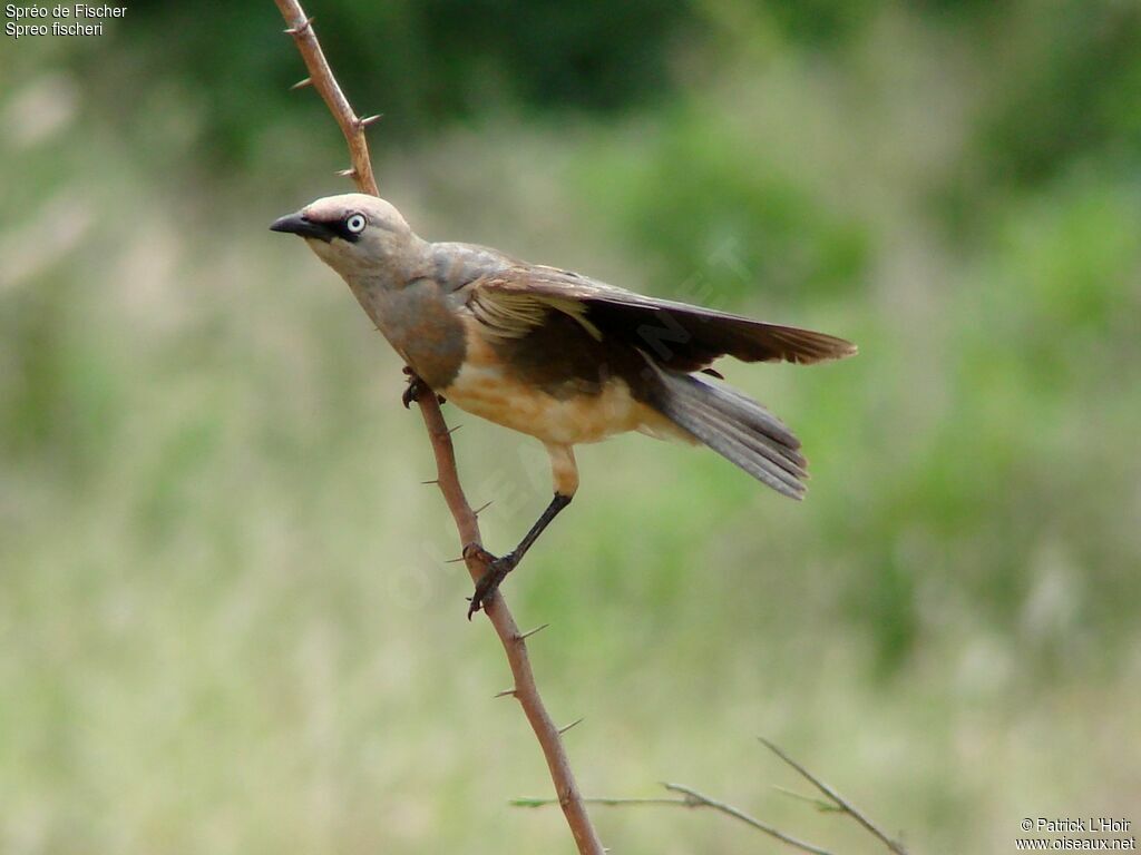 Fischer's Starlingadult, identification