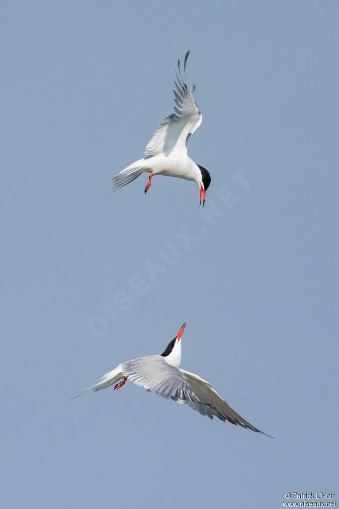 Common Tern