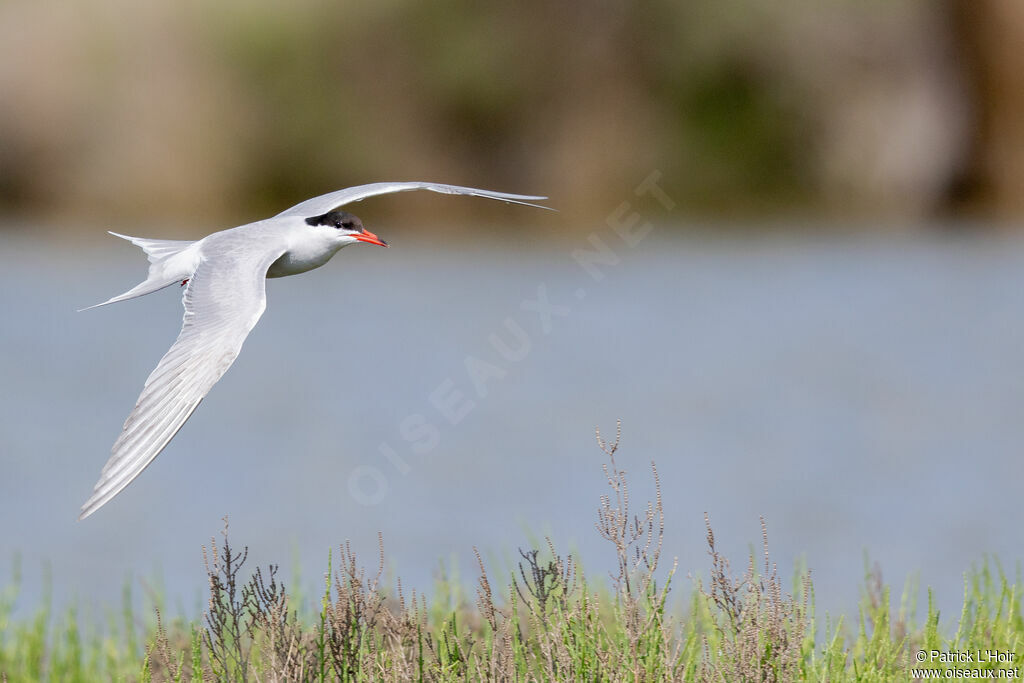 Common Tern