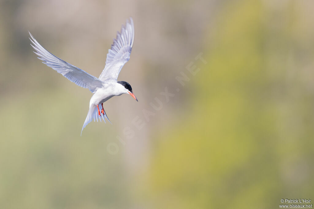 Common Tern