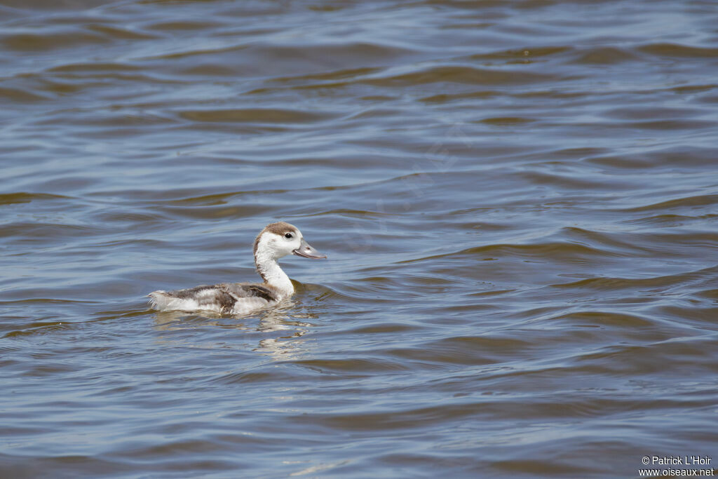 Common Shelduckjuvenile